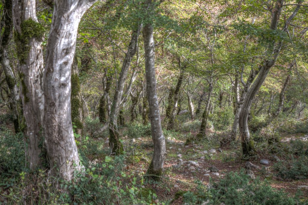 Forest surrounding Motsameta monastery