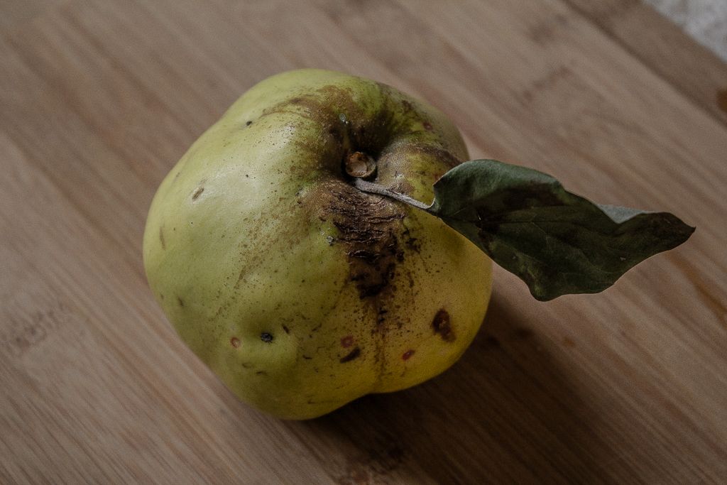 Quince fruit