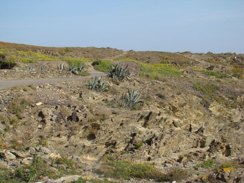 Cactuses on cliffs