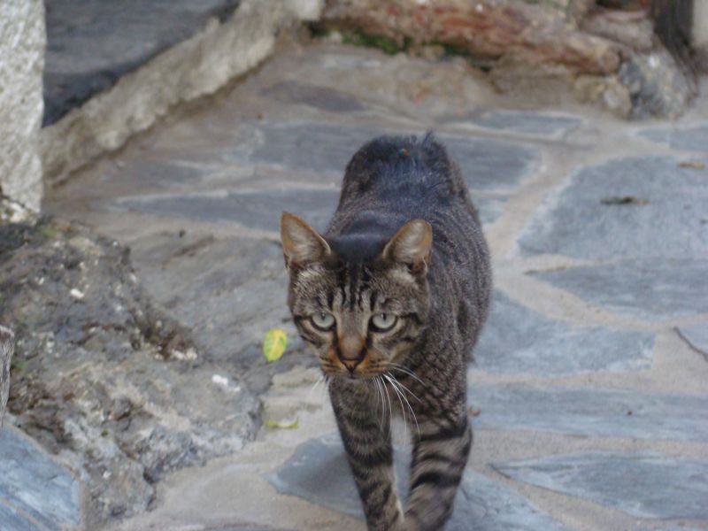 Spanish cat