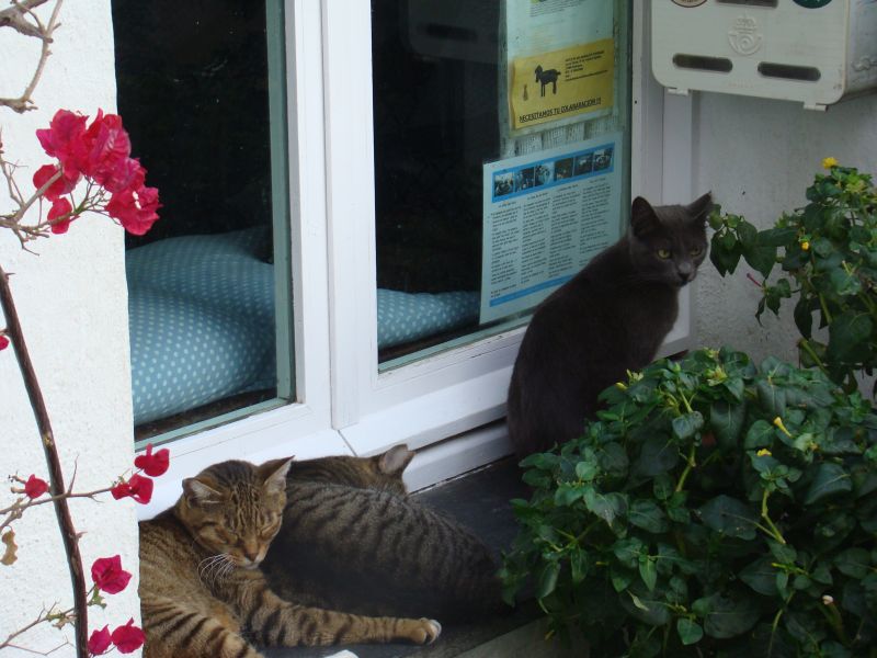 Spanish cats