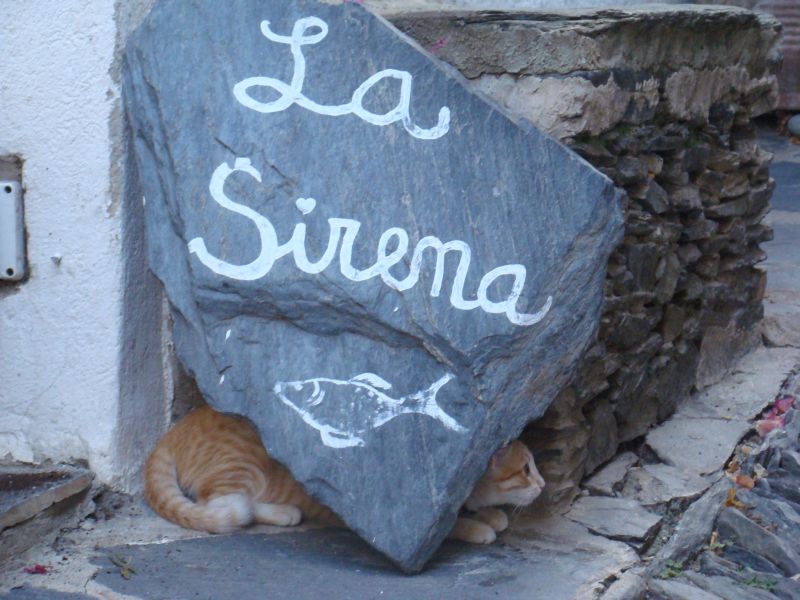 Another cat