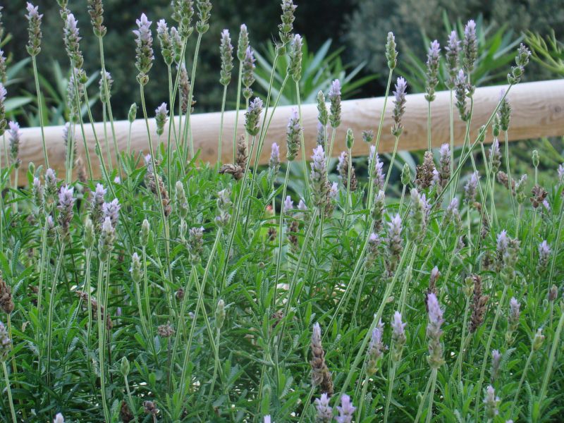 Mountain lavender for better sleep