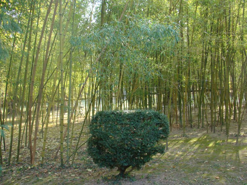 Bamboo trees at Tsinandali