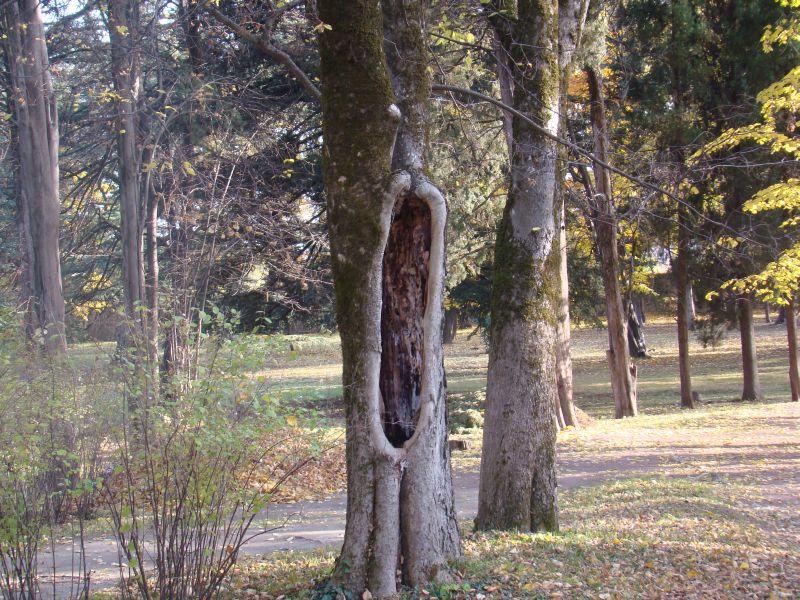 Trees at Tsinandali museum park