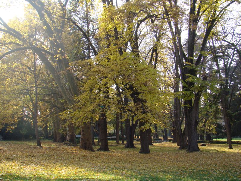 Trees at Tsinandali museum park