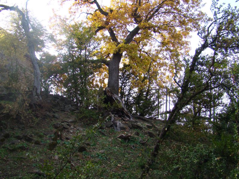 Oak tree at Tsinandali
