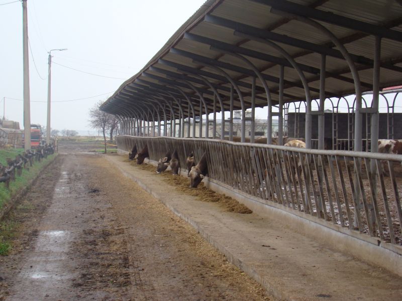 Cow paddock at the farm