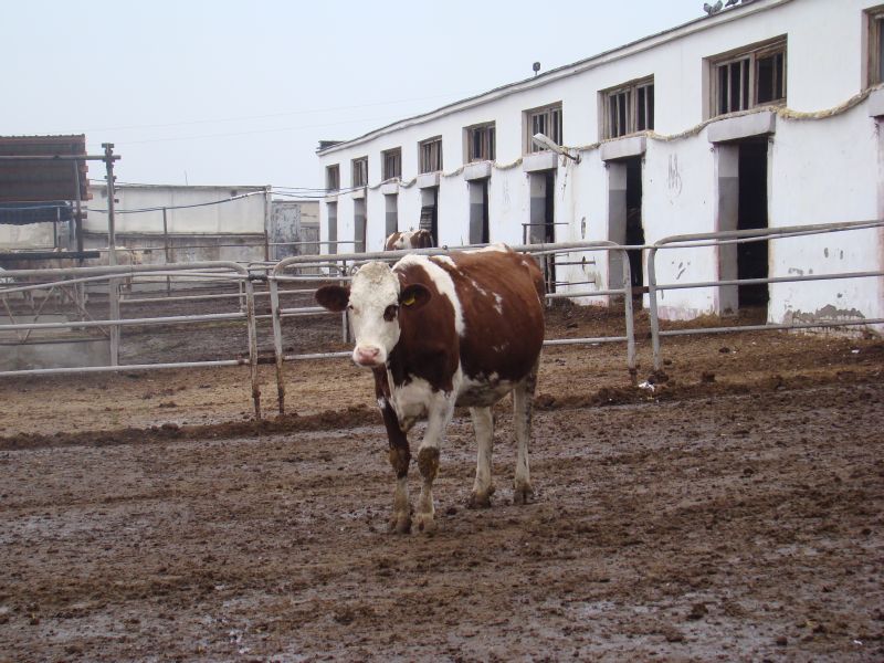 Speckled cow