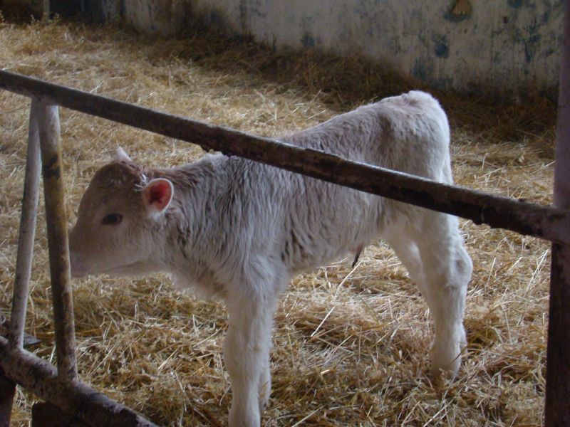 a calf