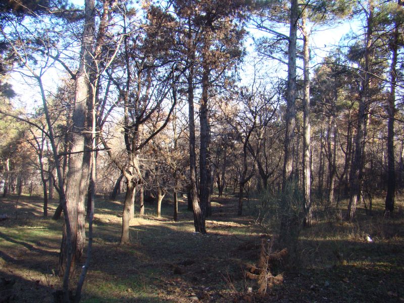 Pine forest and plenty of oxygen