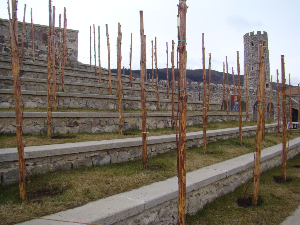 Vineyards on terrace