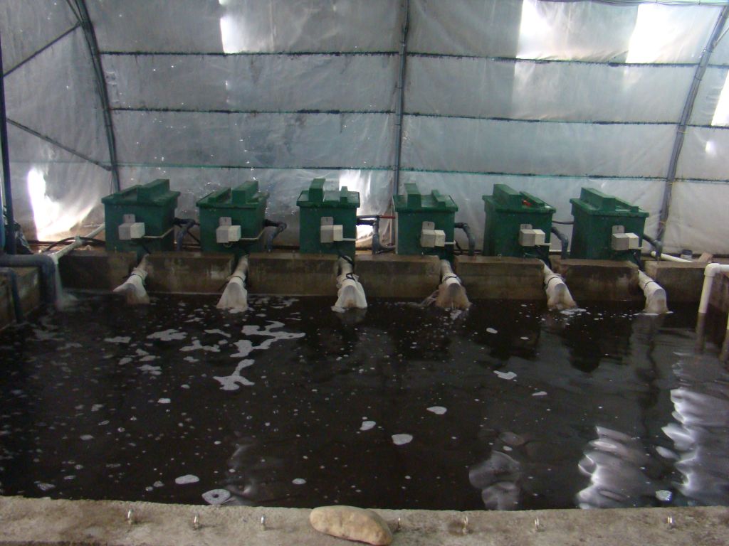 Fish Farm in Sartichala