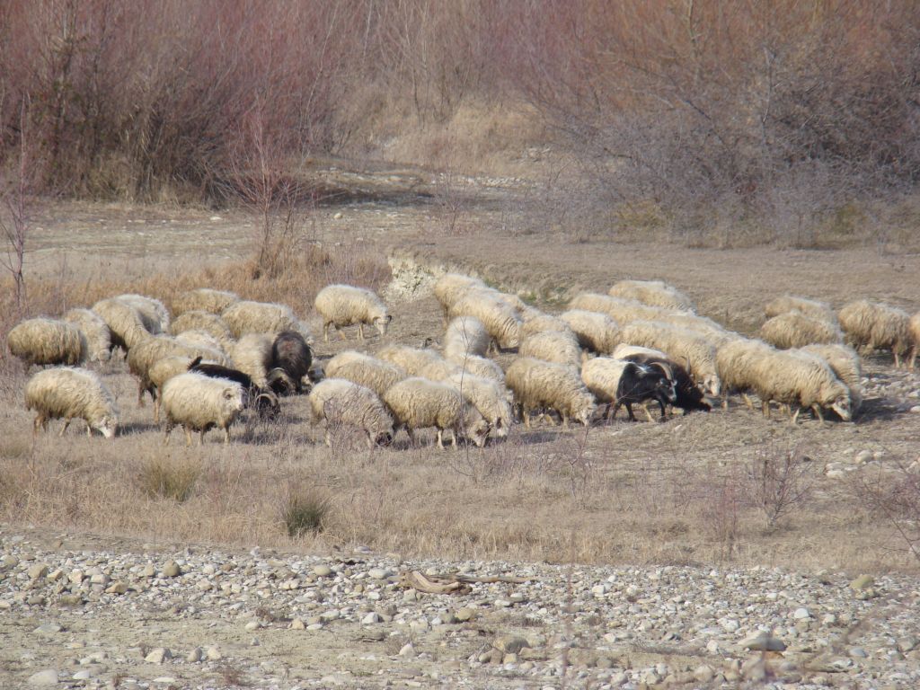 Sheep's looking for food on a valley