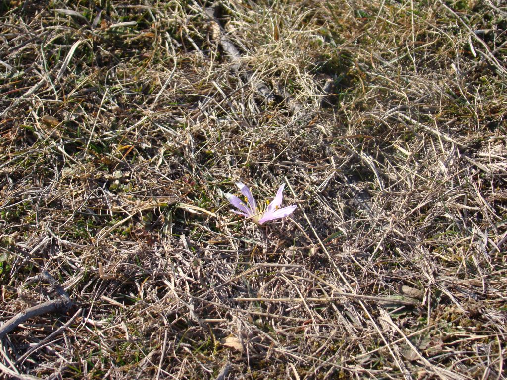 First signs of spring approaching on January 31