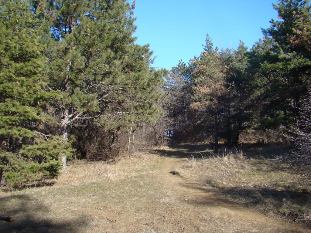 Mountain meadow