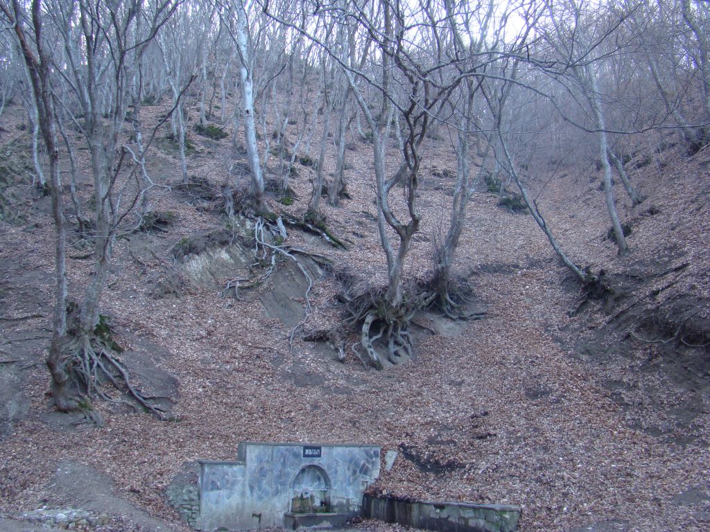 Spooky forest with a spring