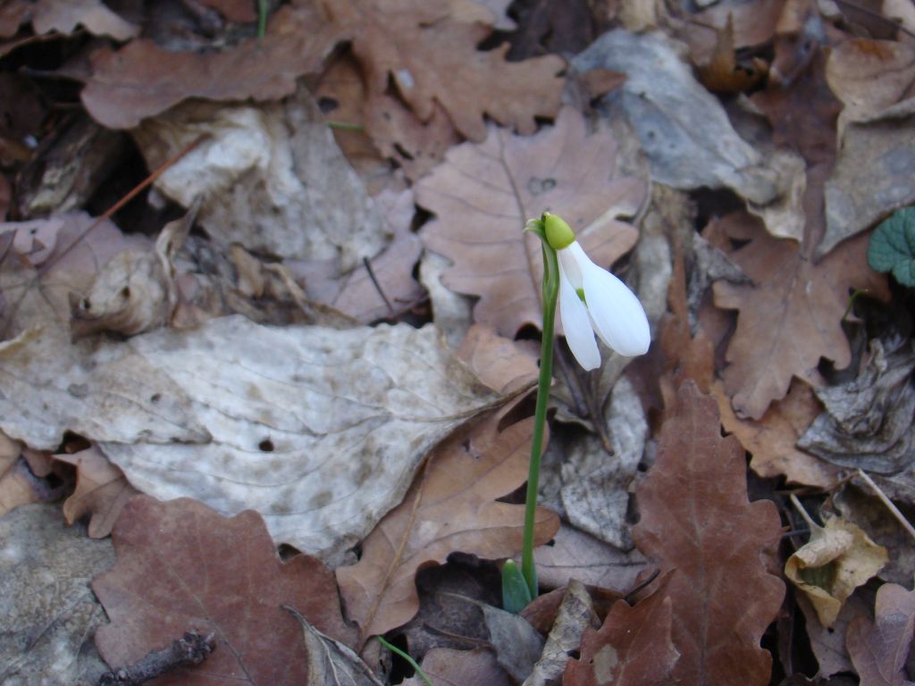 Macro of Snowdrops