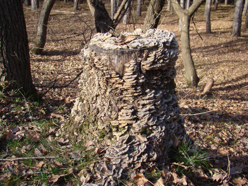 A Stump with fungi's