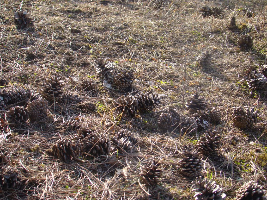 Fir cones