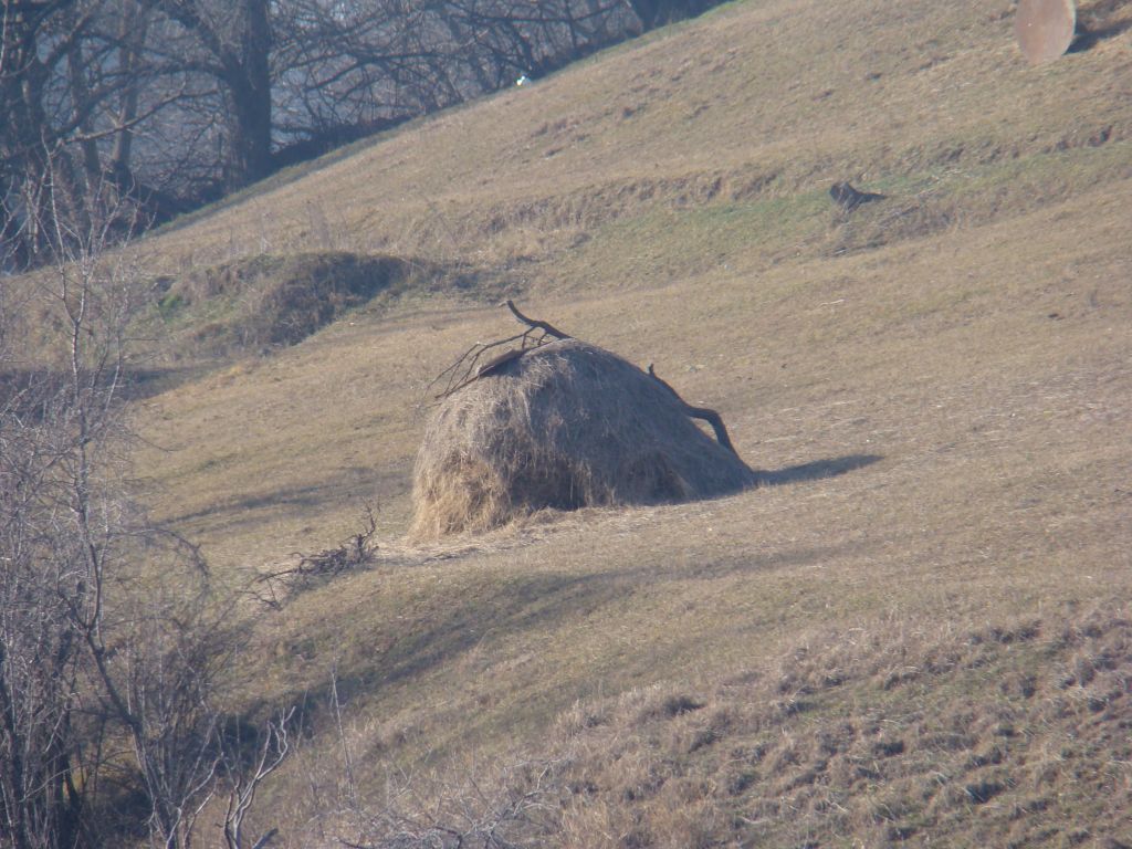 Hay cock