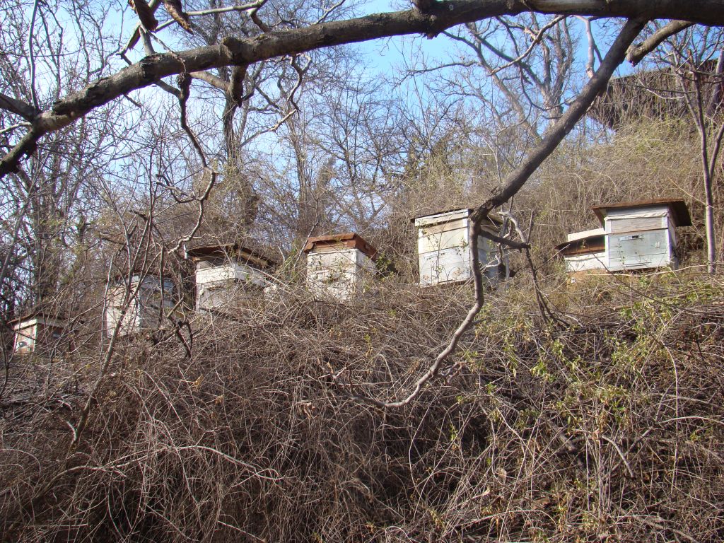 Beehives in Tskneti
