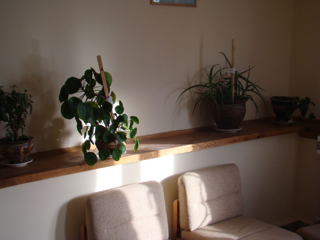 House plants at hotel Shamo