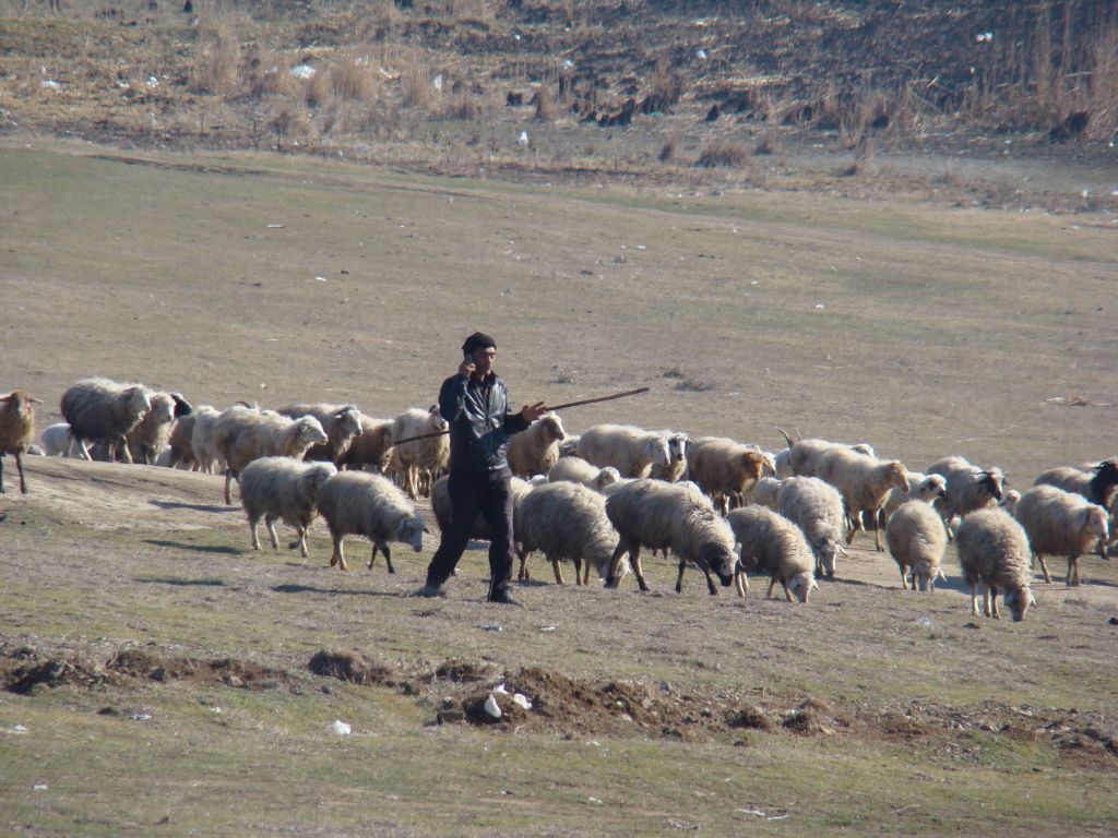 A Sheppard doing some business over mobile phone