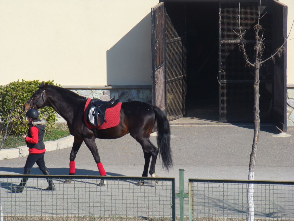 Girl with a horse at Tbilisi hippodrome