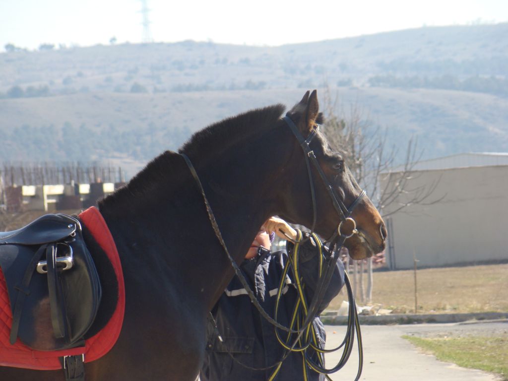 A horse and a horse handler lady