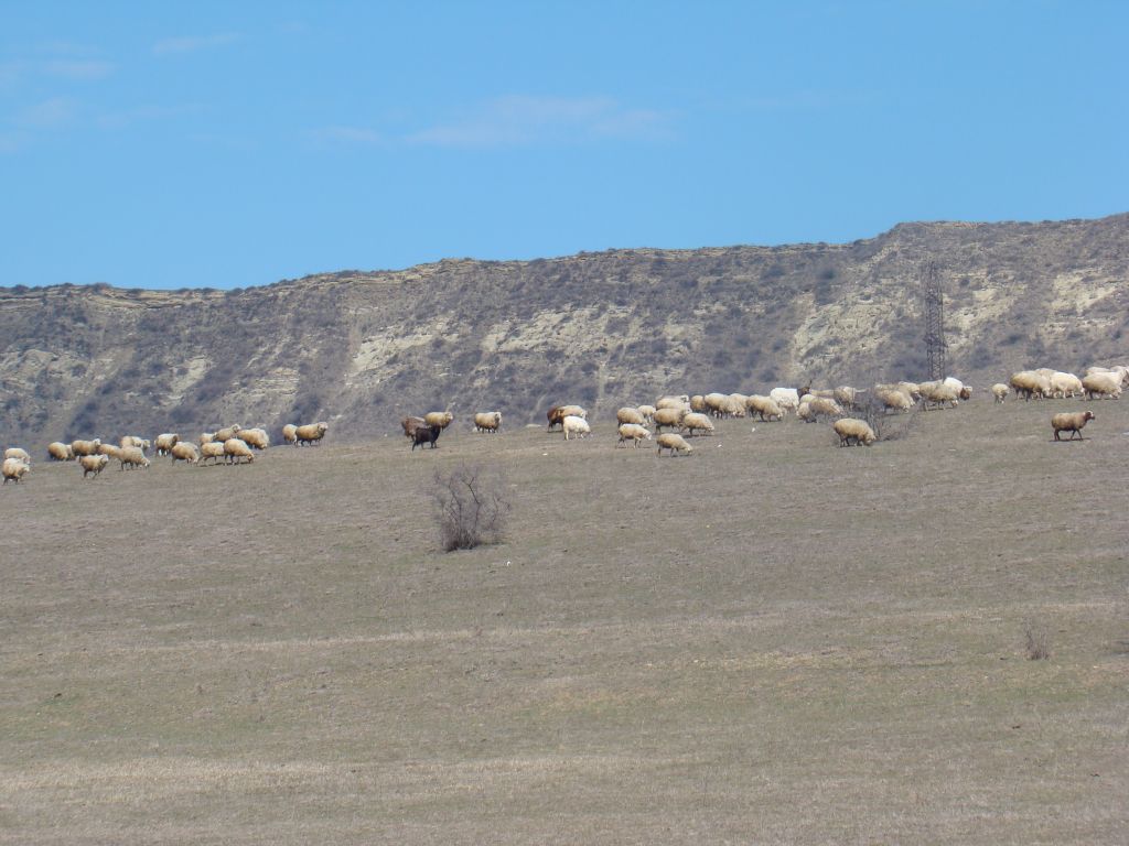 Sheep's near Lisi Lake