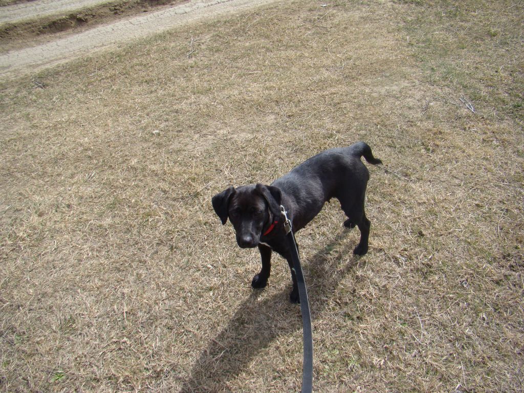 Walking a dog at Tbilisi Shelter - Lovely Penny