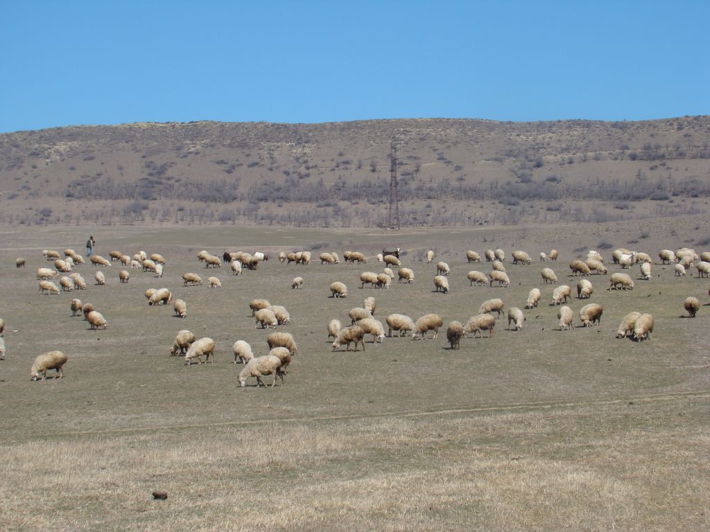 Sheep