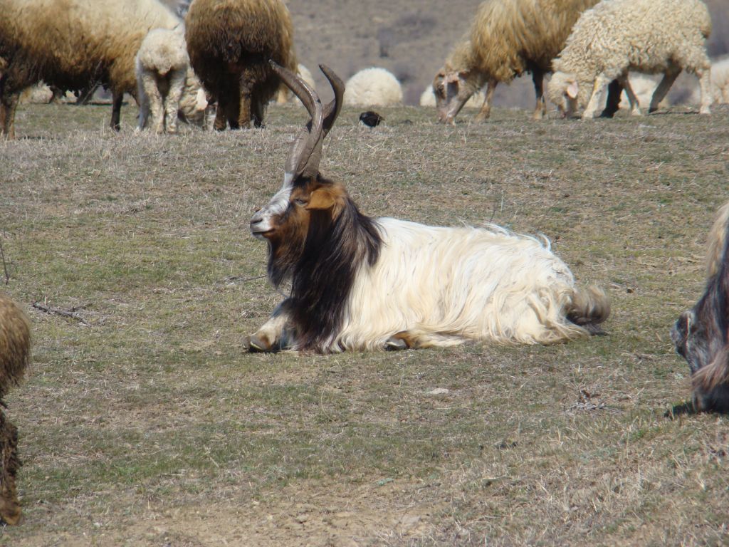 Georgian mountain goat with horns
