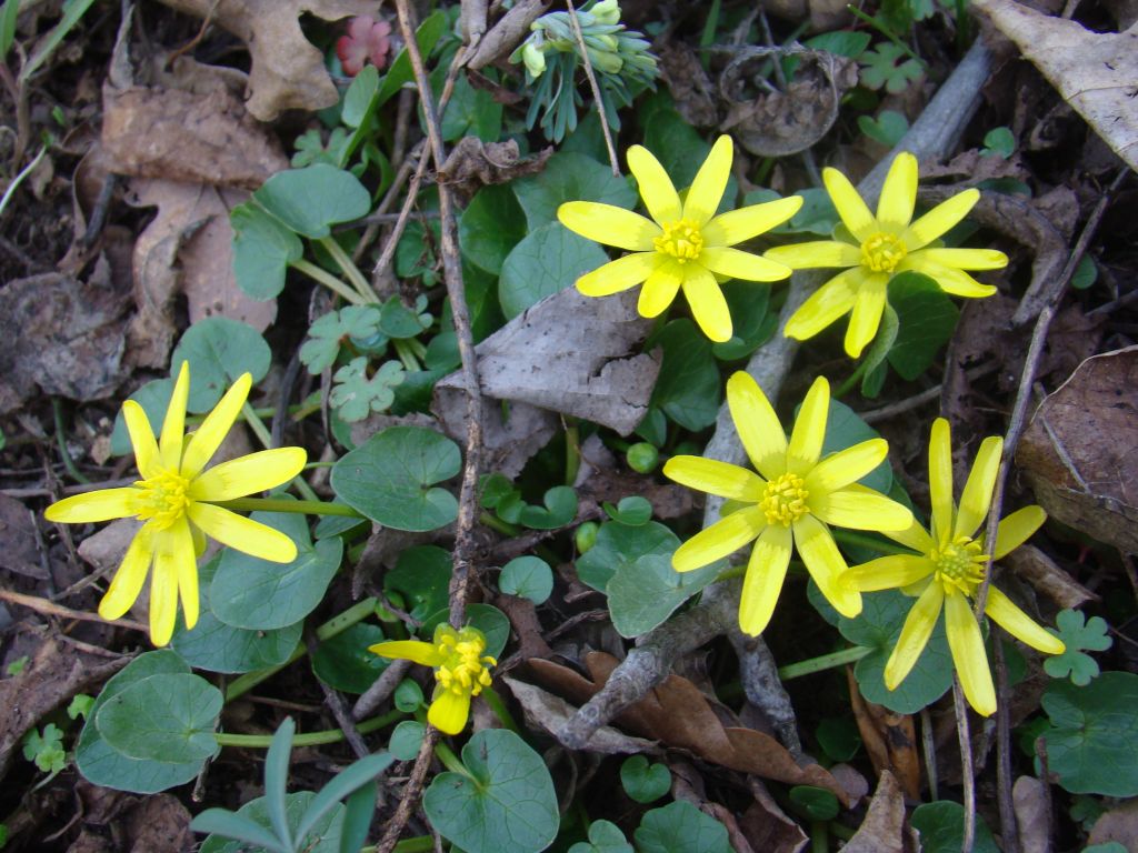 Mountainous flowers near Turtle Lake