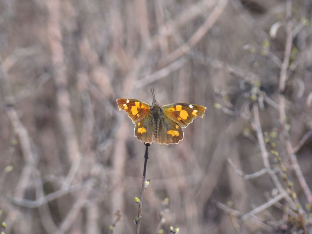 First macro of a butterfly