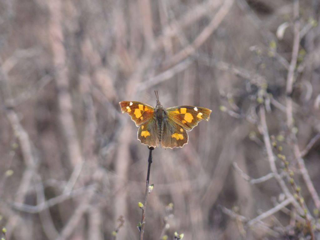 First macro of a butterfly