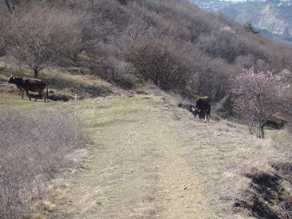 Met some cows