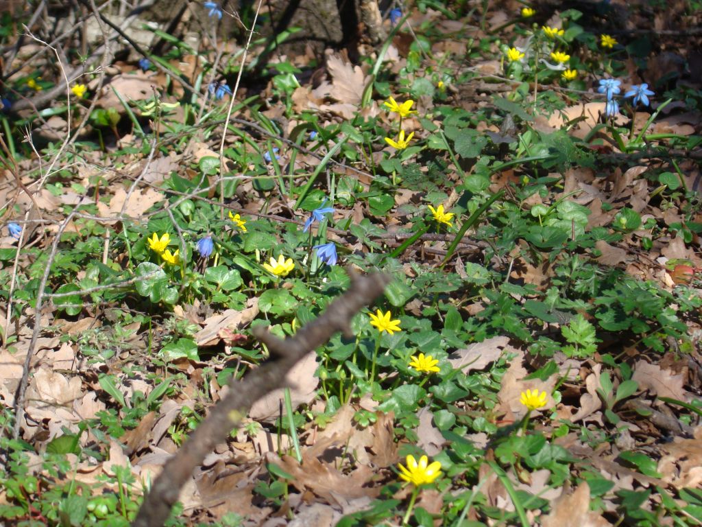 Anther macro of mountain flowers