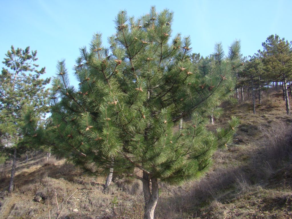 Pine