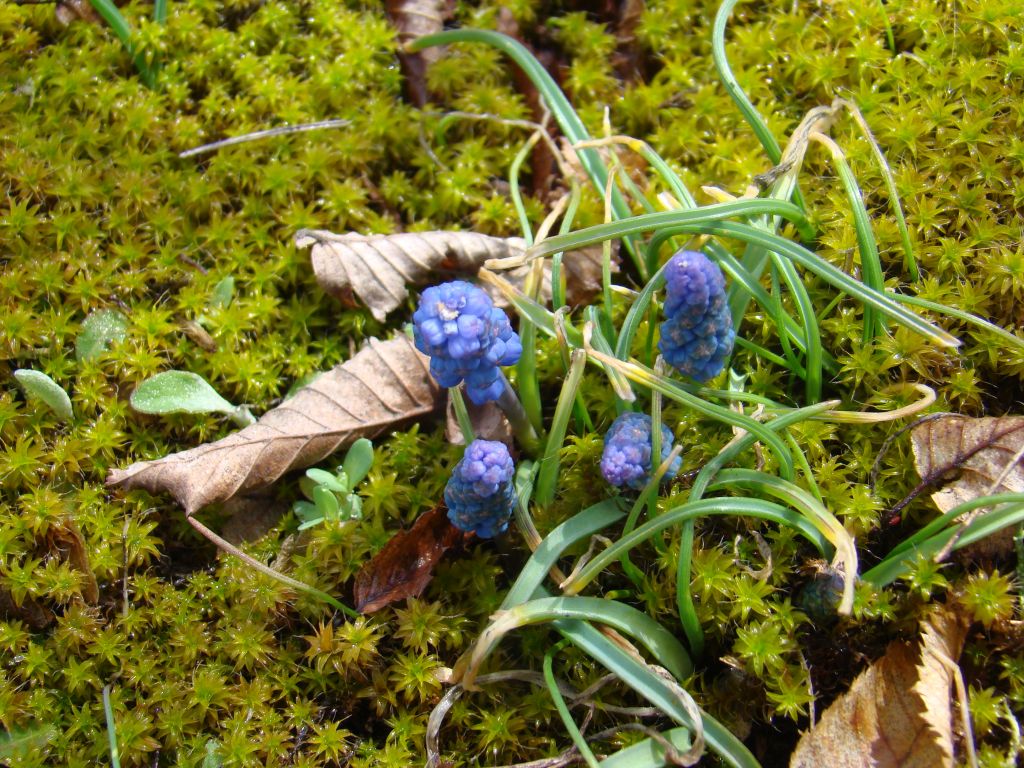 Mountain flowers at Birtvisi Canyon