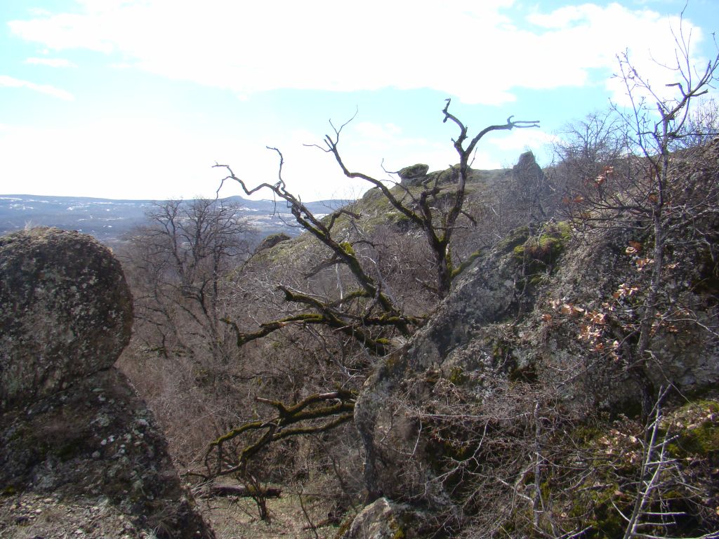 Dead tree at Birtvisi Canyon