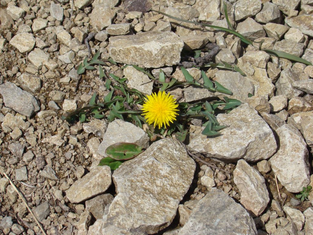 Dandelion at Birtvisi Canyon