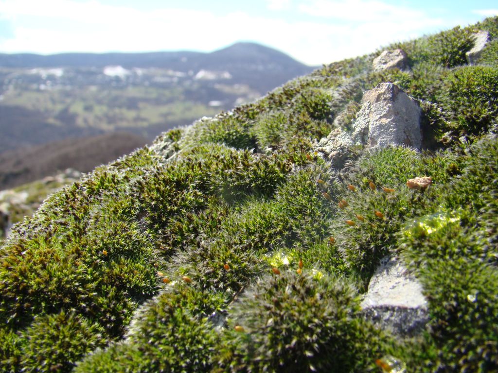 Moss on the rocks