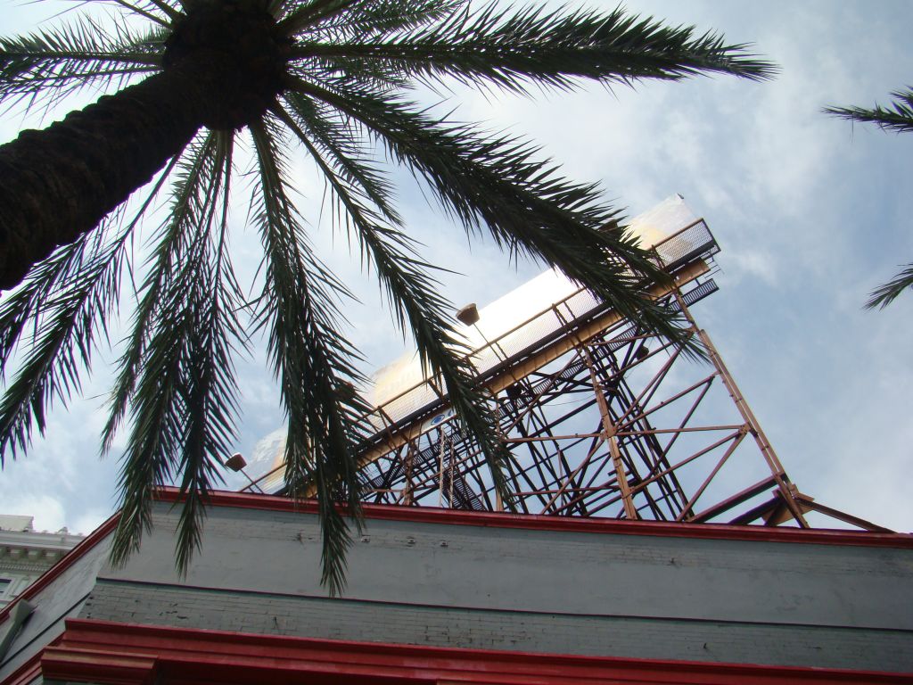 Palm Tree in New Orleans