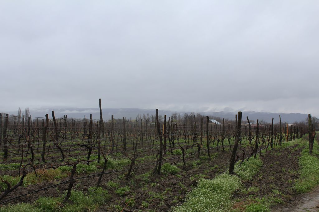 Vineyards at Château Mukhrani