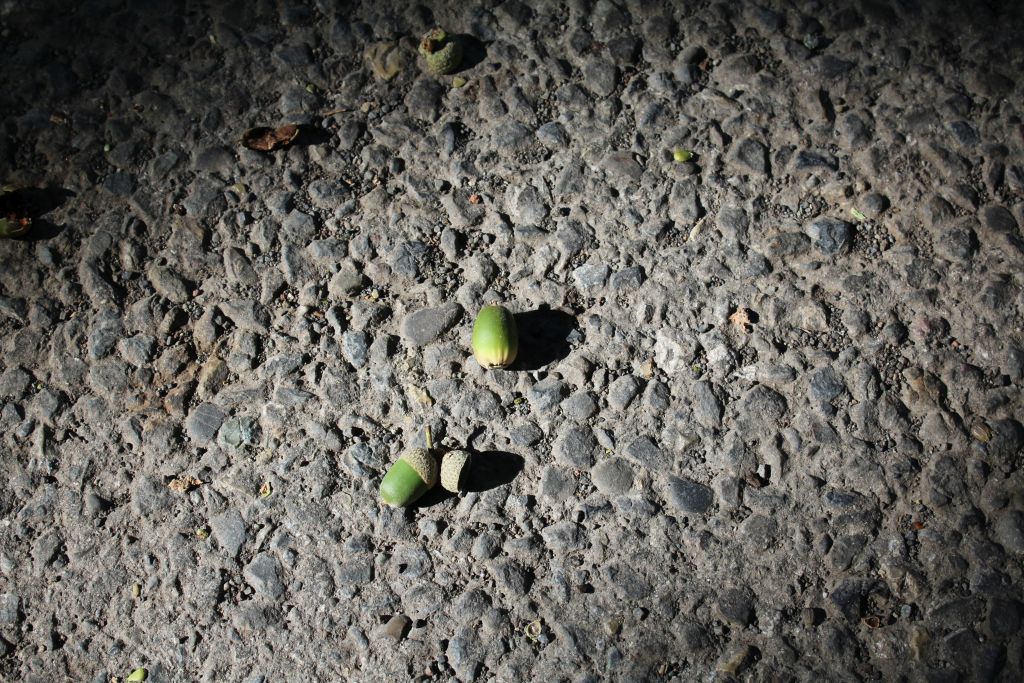 Acorns in Borjomi