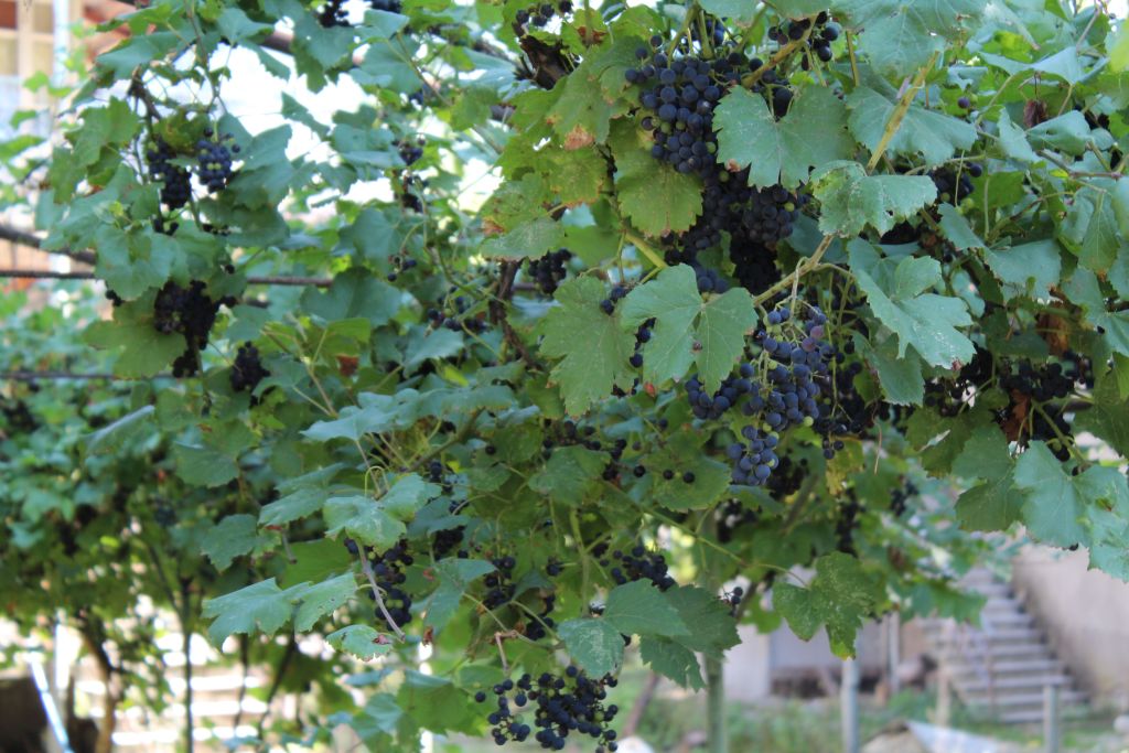 Vineyards in Qveda Sadgeri village