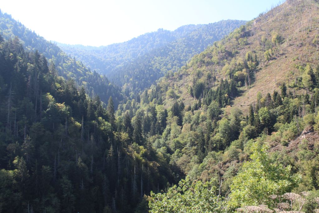 Borjomi Gorge