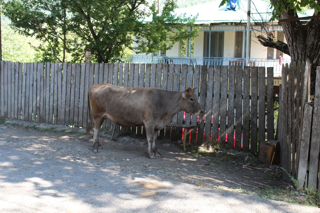 Georgian cow